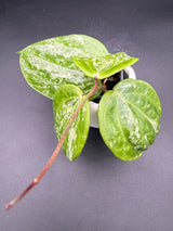 latifolia 'Snow Queen’ -WF-977