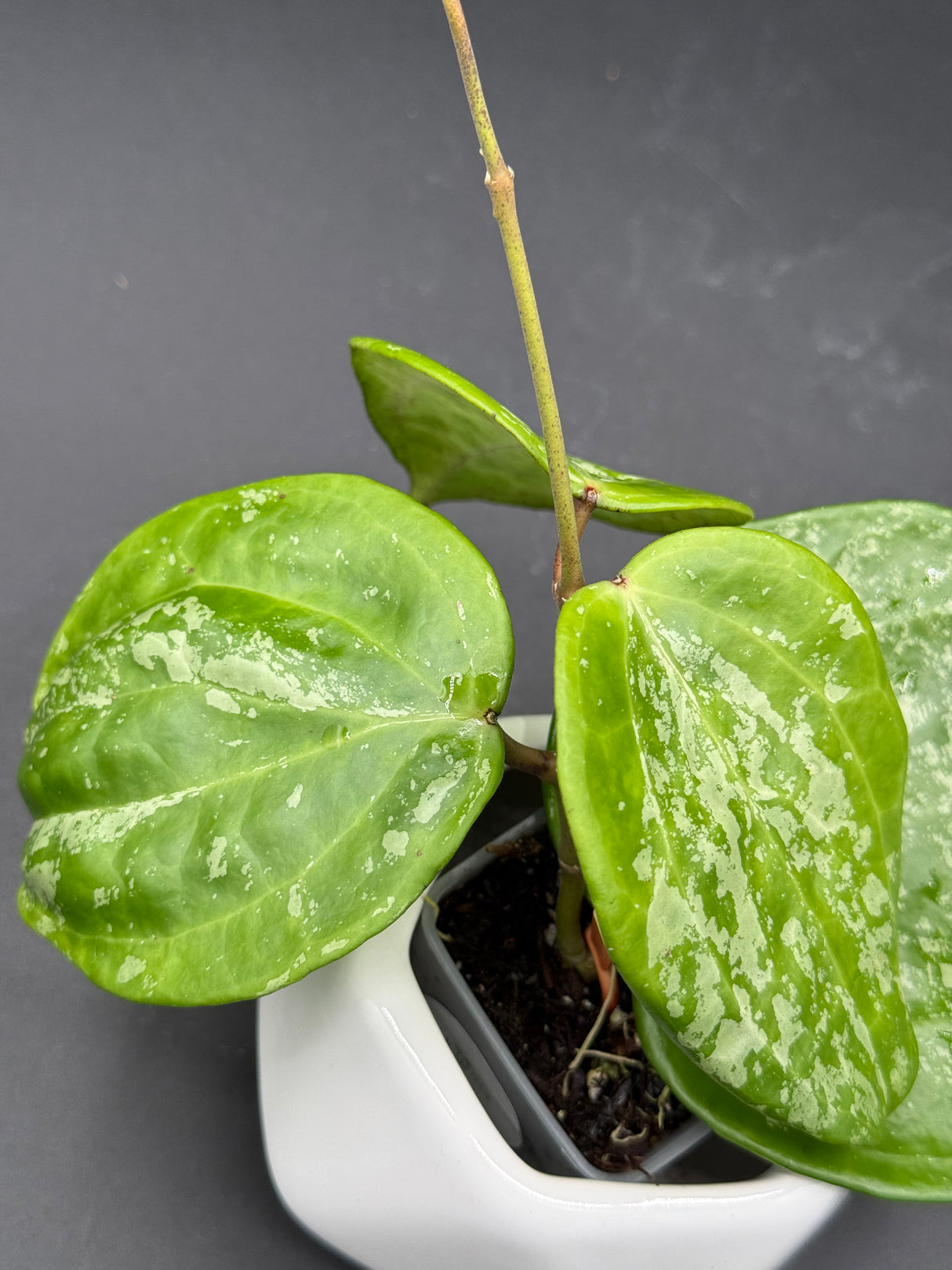 latifolia 'Snow Queen’ -WF-977