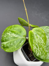latifolia 'Snow Queen’ -WF-977