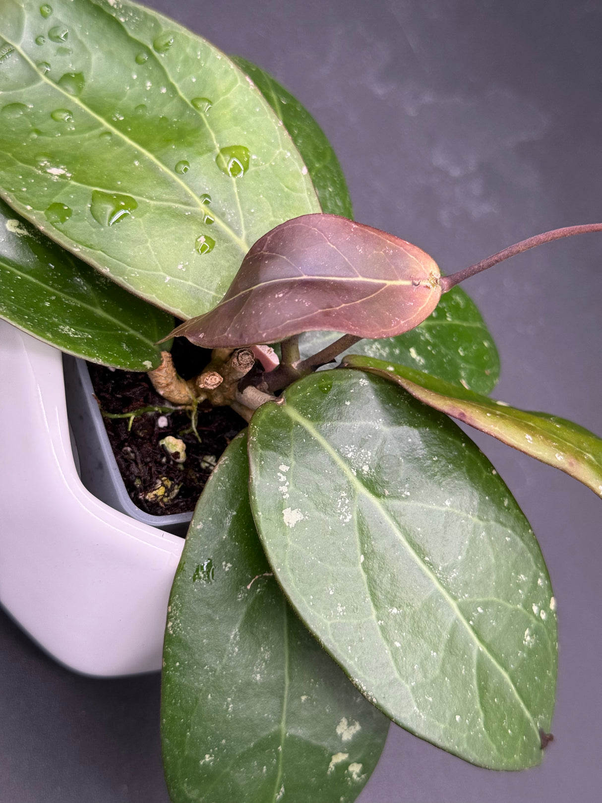 RHM2459 (clemensiorum x UNK) -WF-978
