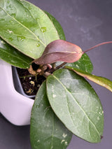 RHM2459 (clemensiorum x UNK) -WF-978