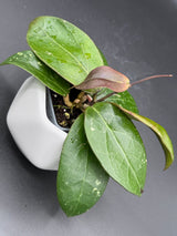 RHM2459 (clemensiorum x UNK) -WF-978