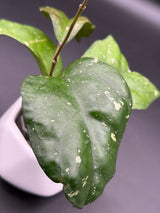 AH ‘Natta’ -WF-168