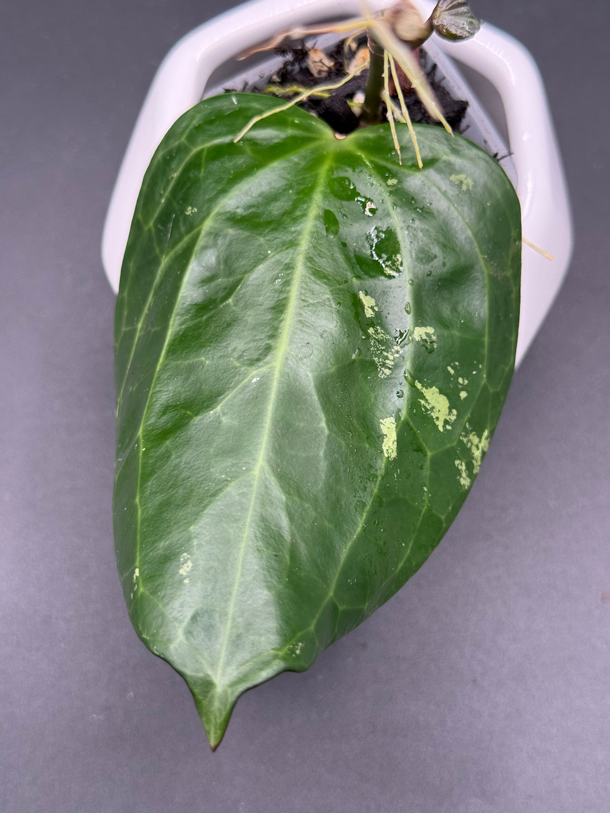 latifolia (textured veins, UPT009) -WF-984
