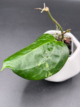 latifolia (textured veins, UPT009) -WF-984