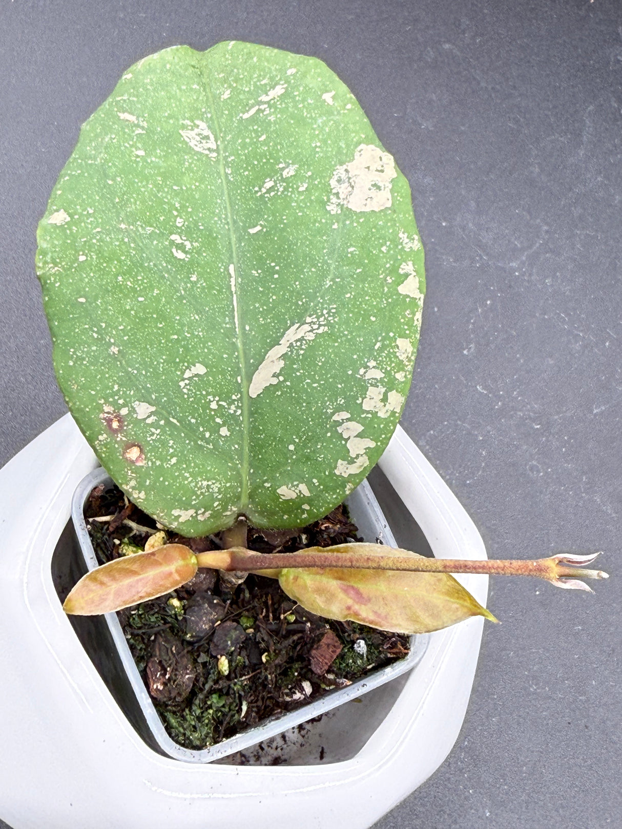 'Aqua Aphrodite' RHM2525-01 (patcharawalai 029 x UNK) -WF-986