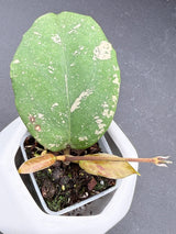 'Aqua Aphrodite' RHM2525-01 (patcharawalai 029 x UNK) -WF-986