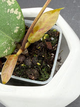 'Aqua Aphrodite' RHM2525-01 (patcharawalai 029 x UNK) -WF-986