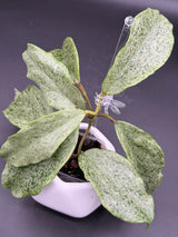 incrassata (silver) -WF-983