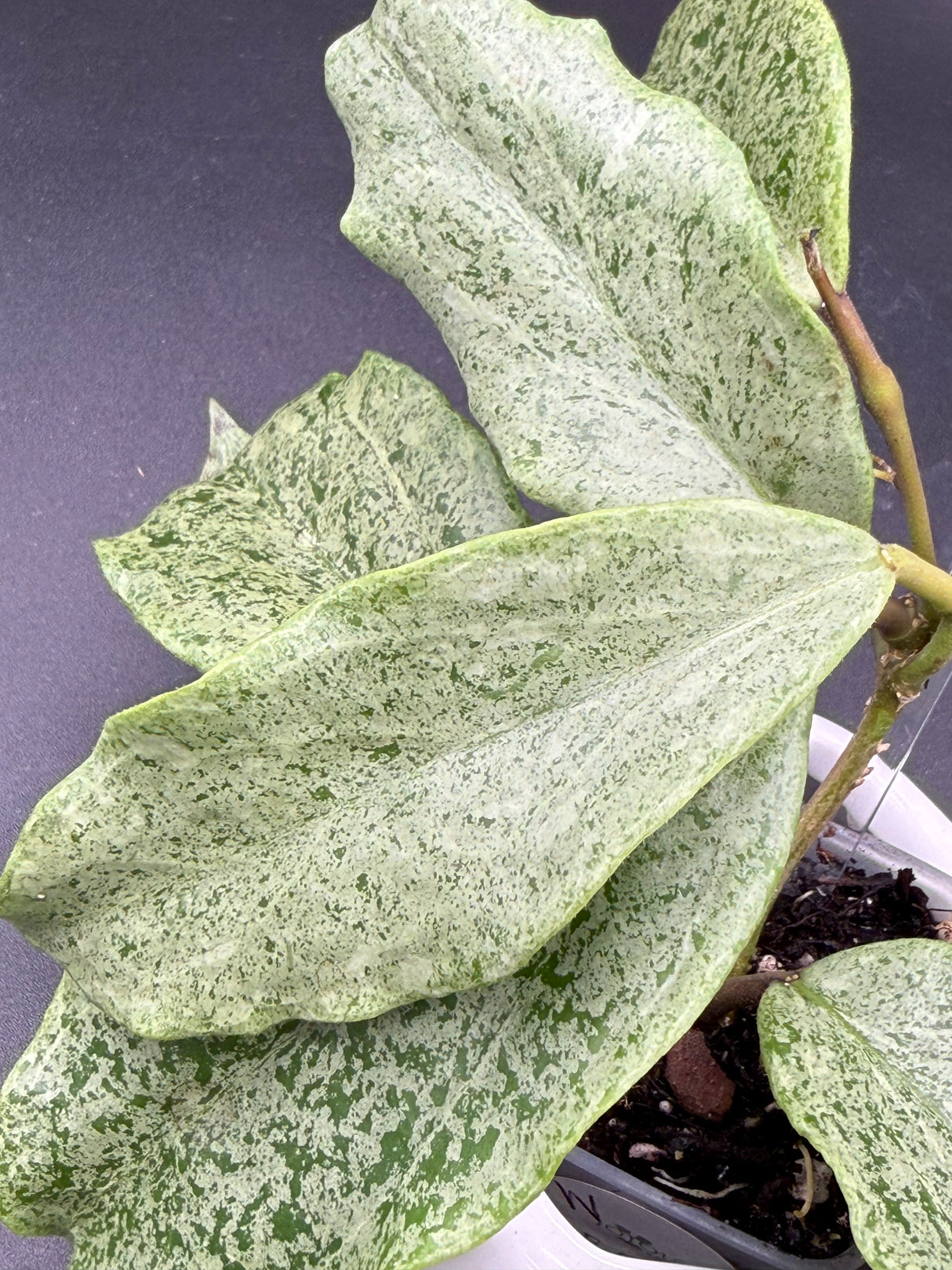 incrassata (silver) -WF-983