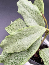 incrassata (silver) -WF-983