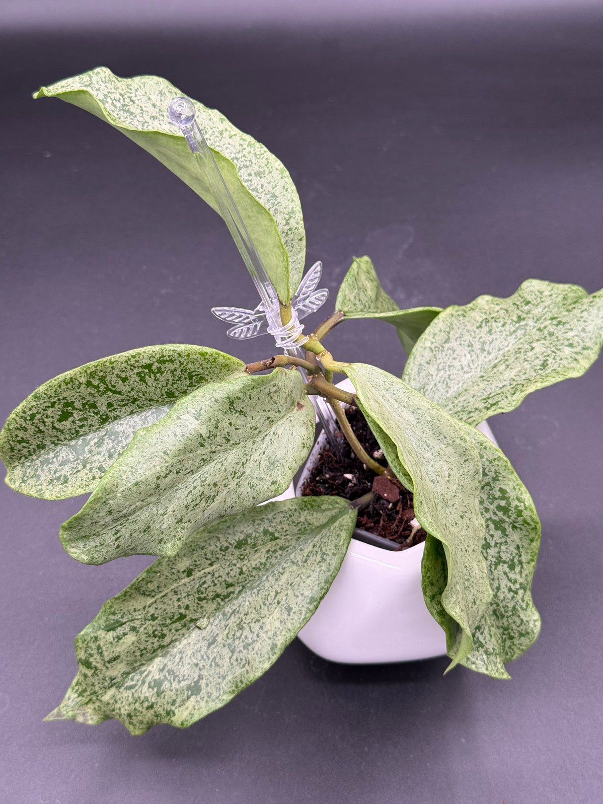 incrassata (silver) -WF-983