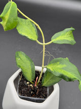Pimentelliana (inner variegated) -WF-988