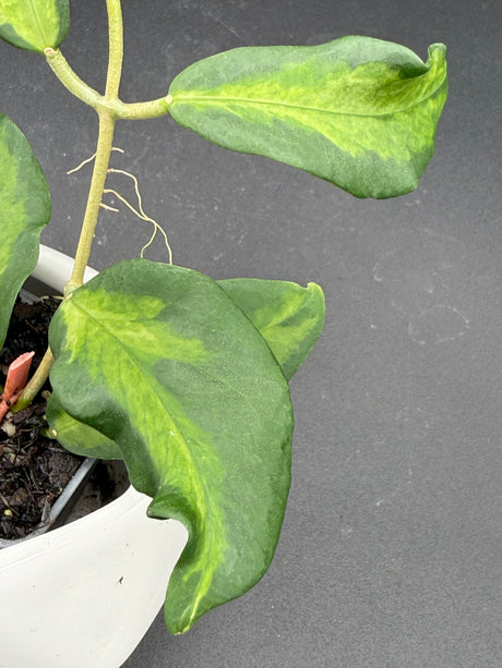 Pimentelliana (inner variegated) -WF-988