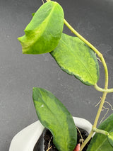 Pimentelliana (inner variegated) -WF-988