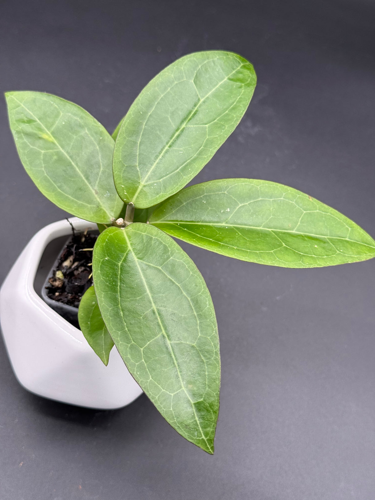RTX01 (elliptica (Gensesn) × cinnamomifolia var pureofusca) -WF-989