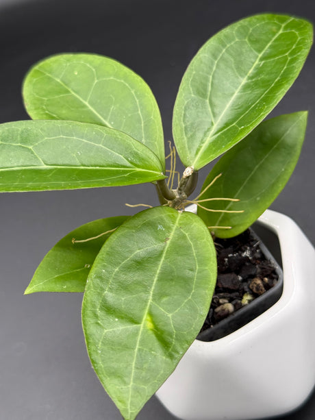 RTX01 (elliptica (Gensesn) × cinnamomifolia var pureofusca) -WF-989