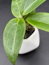 RTX01 (elliptica (Gensesn) × cinnamomifolia var pureofusca) -WF-989