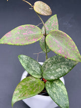 'Pink Crush' (DMW-001-U) -WF-990