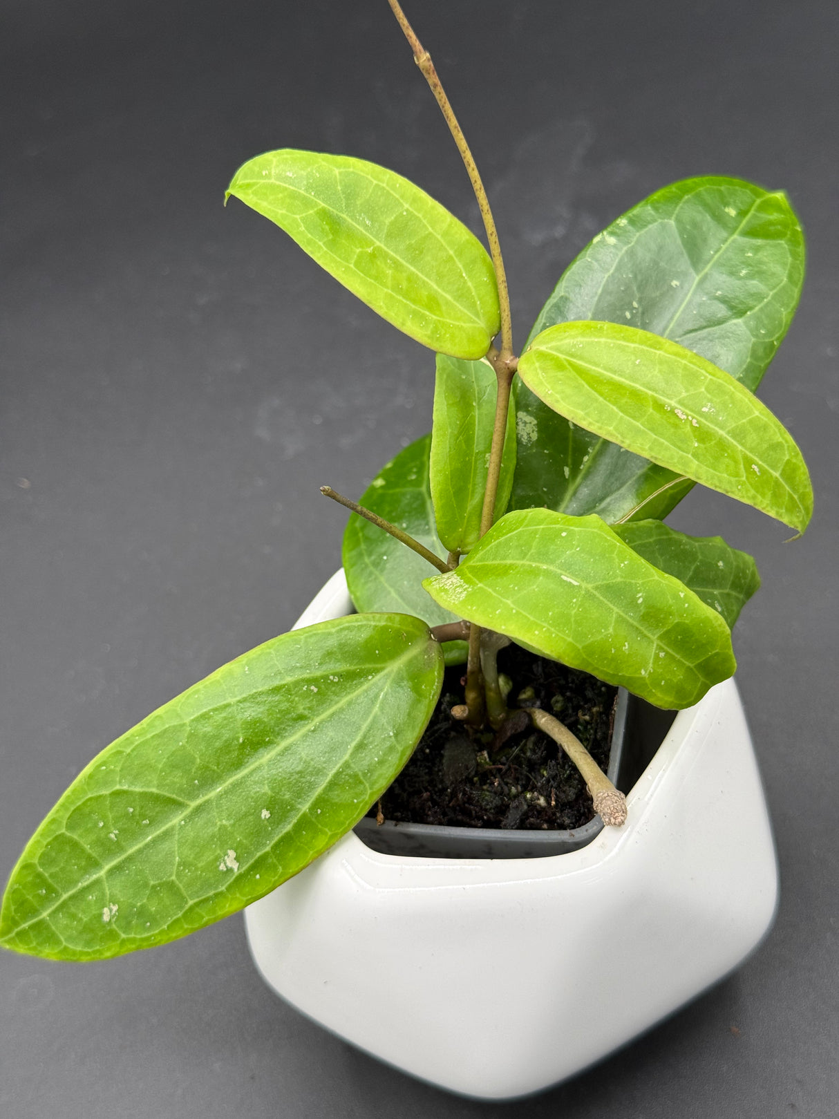 'Garnet Star' (bordenii x verticillata (green)) -WF-992