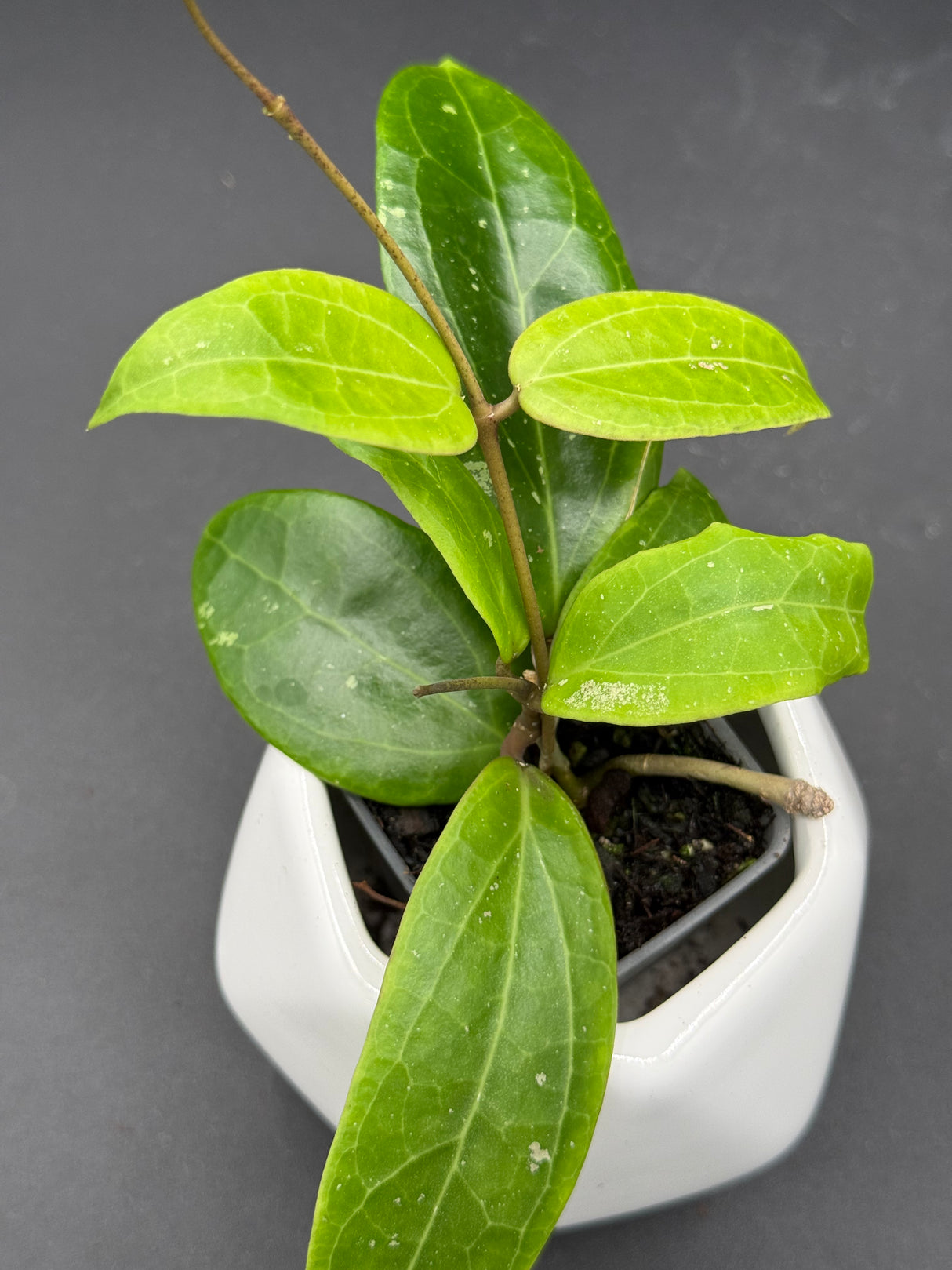'Garnet Star' (bordenii x verticillata (green)) -WF-992