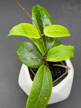 'Garnet Star' (bordenii x verticillata (green)) -WF-992