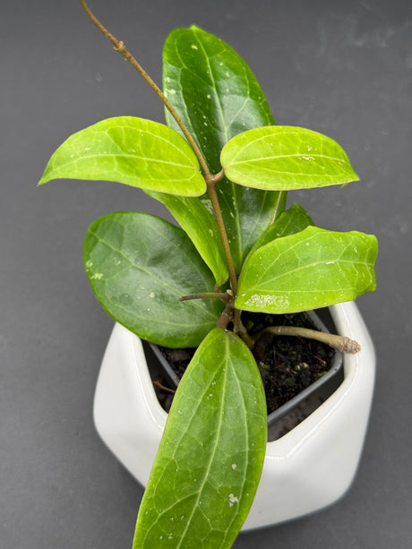 'Garnet Star' (bordenii x verticillata (green)) -WF-992