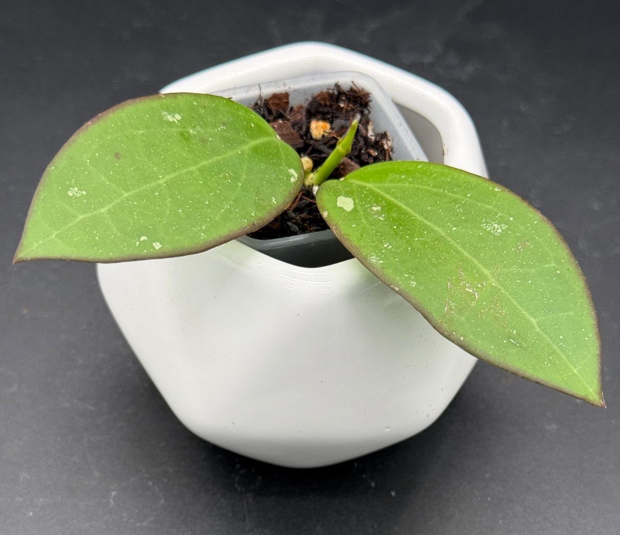 'Black Halo' (RHM24101-SPP01) -WF-993
