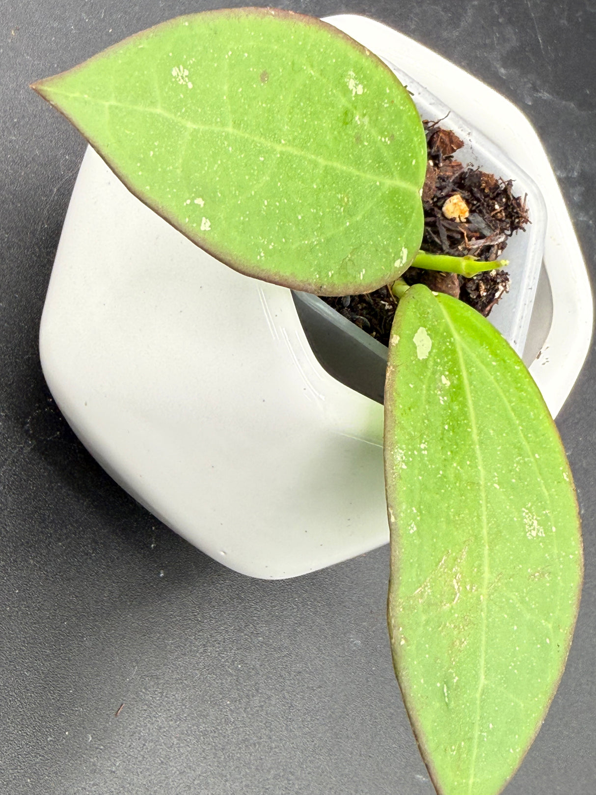 'Black Halo' (RHM24101-SPP01) -WF-993