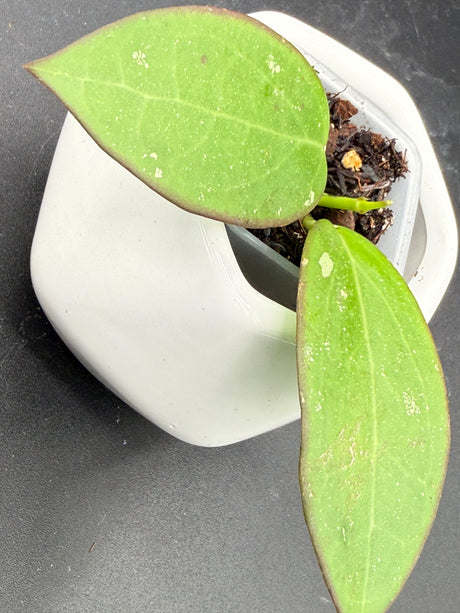 'Black Halo' (RHM24101-SPP01) -WF-993