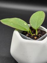 'Black Halo' (RHM24101-SPP01) -WF-993