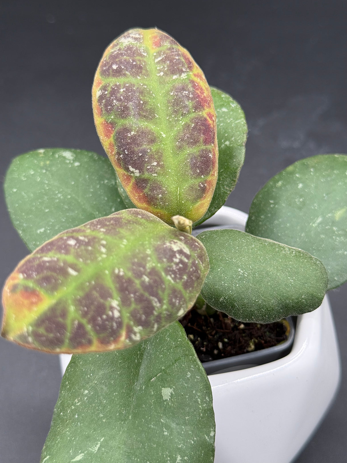 waymaniae (albomarginata) -WF-994