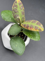 waymaniae (albomarginata) -WF-994