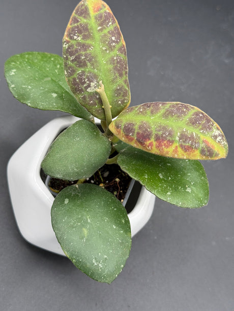 waymaniae (albomarginata) -WF-994