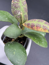 waymaniae (albomarginata) -WF-994