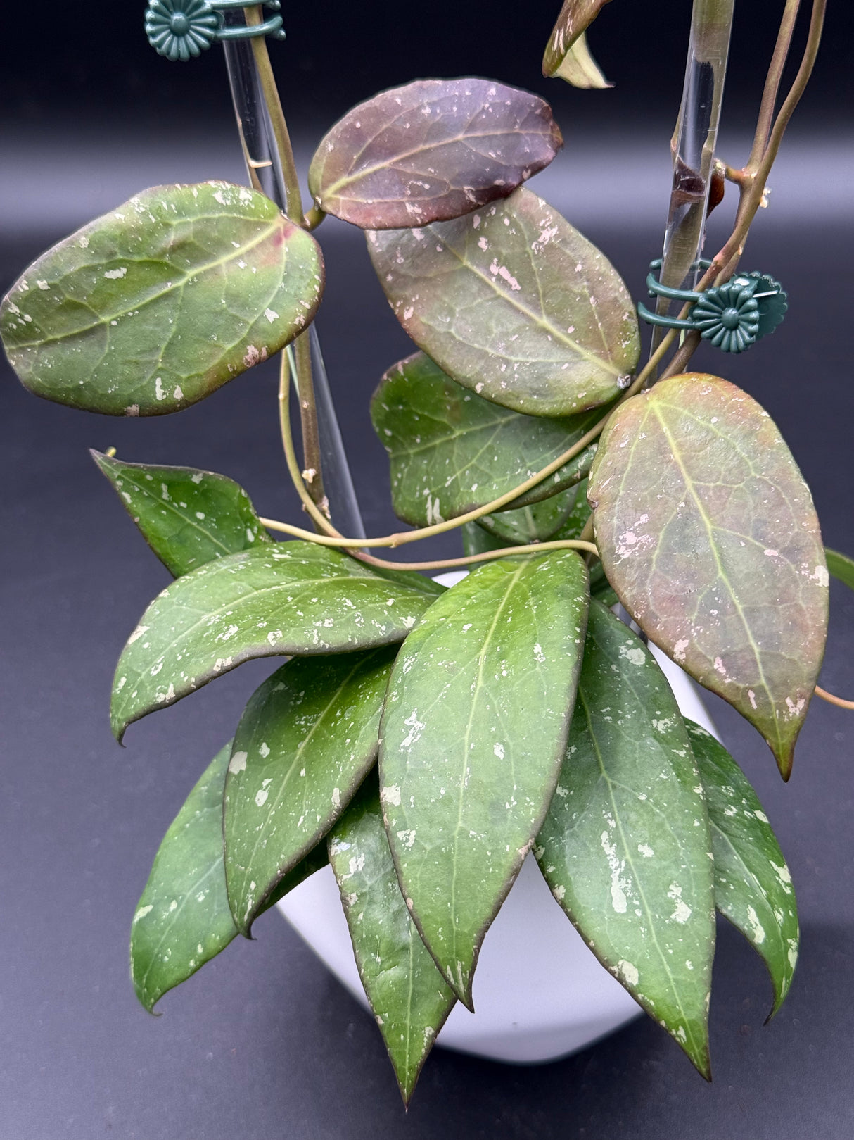 RHM2459-B (clemensiorum x UNK) -WG-004