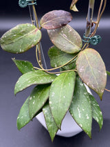 RHM2459-B (clemensiorum x UNK) -WG-004