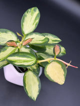 para (inner variegated) - WD-949