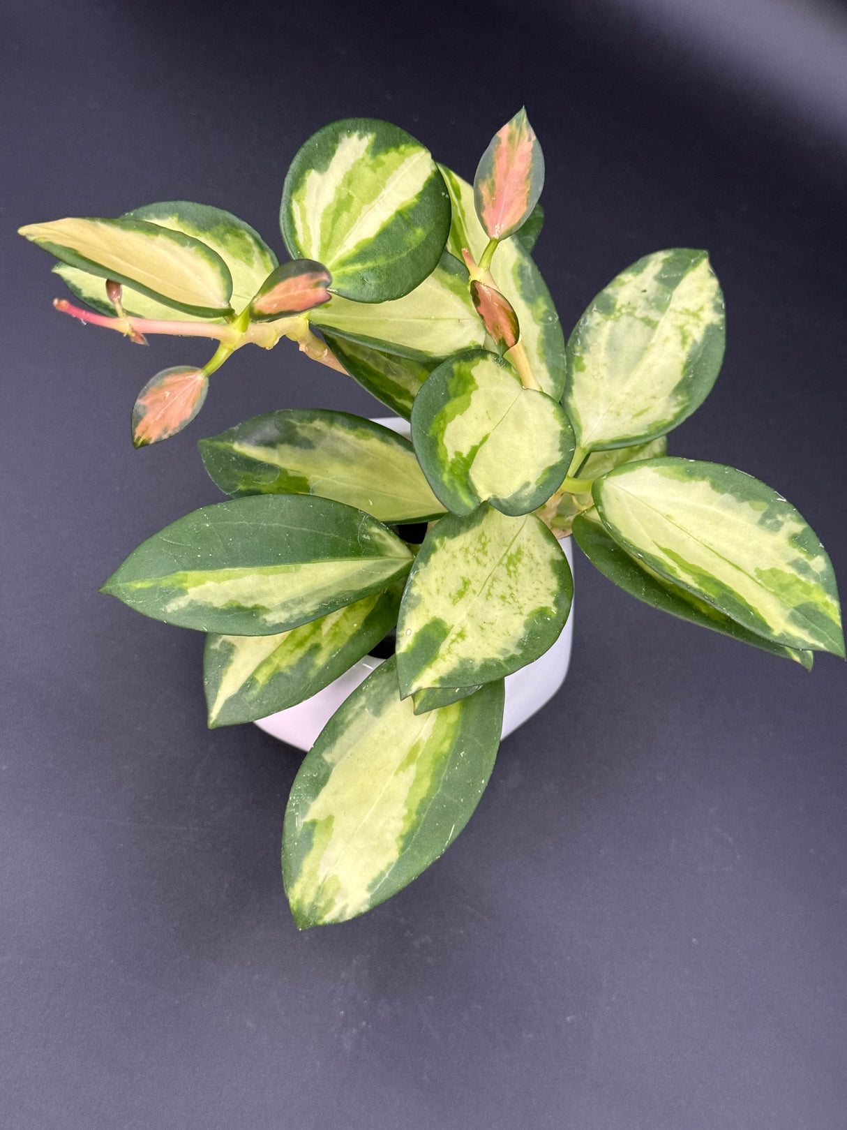 para (inner variegated) - WD-949