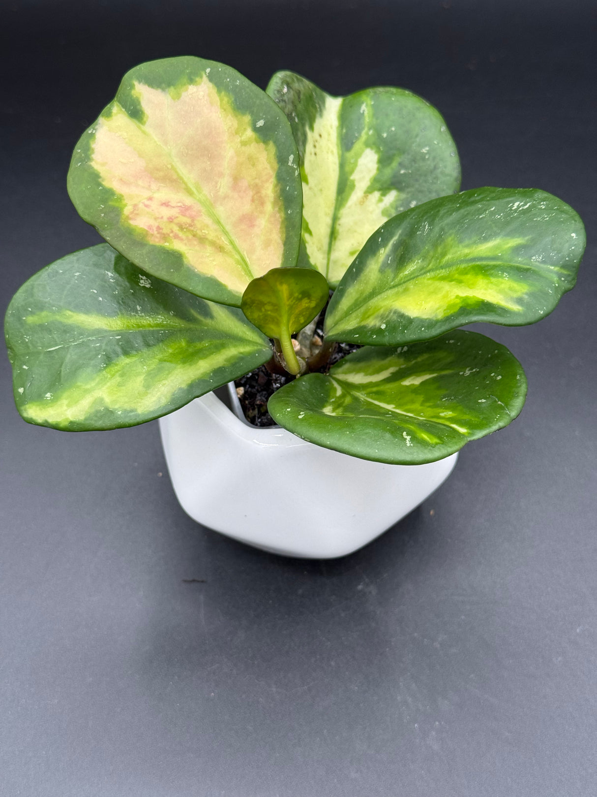 obovata (variegated, splash) -WF-088