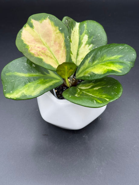 obovata (variegated, splash) -WF-088