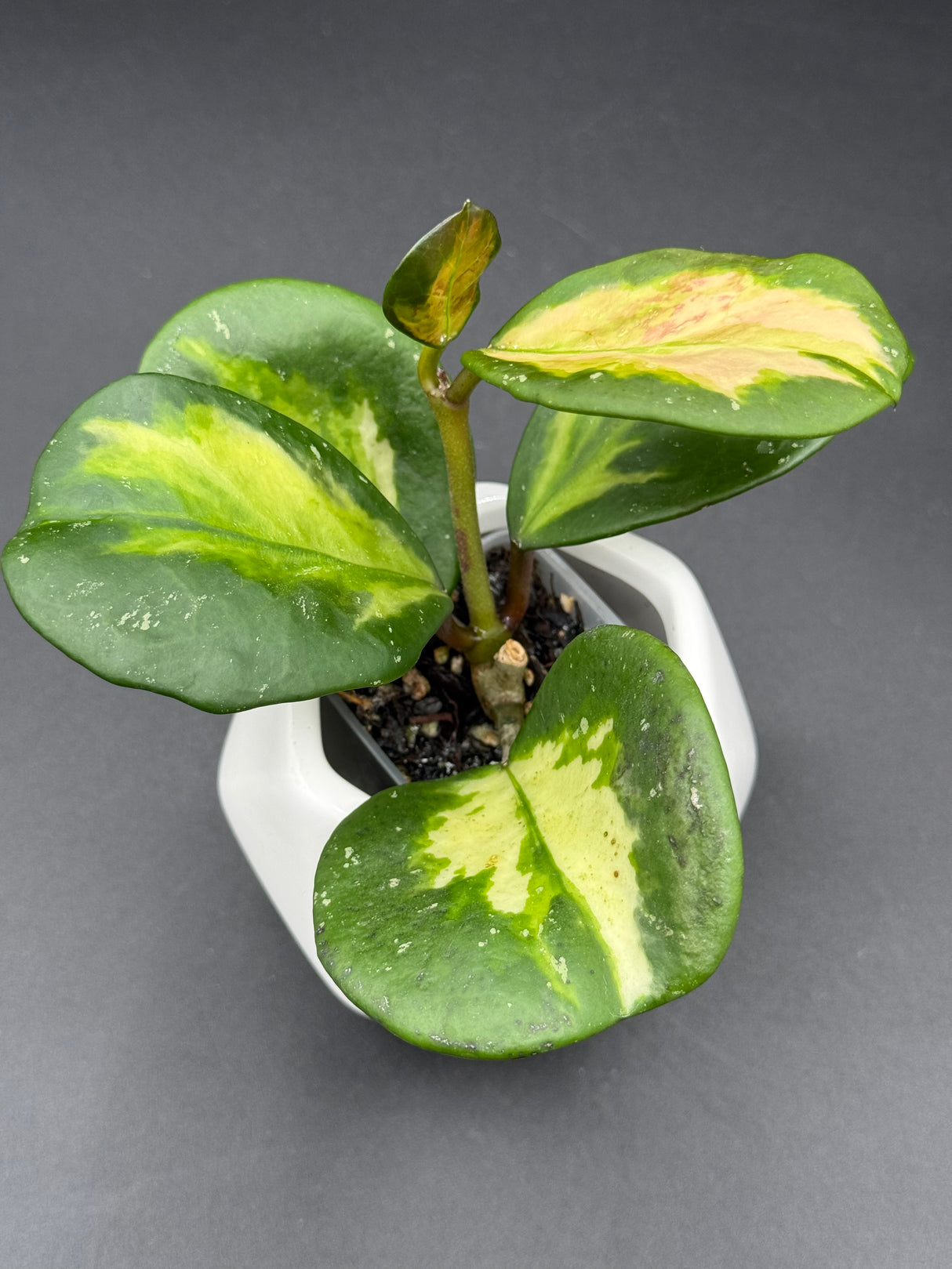 obovata (variegated, splash) -WF-088