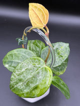 Latifolia (variegated, UPT011) - WE-061