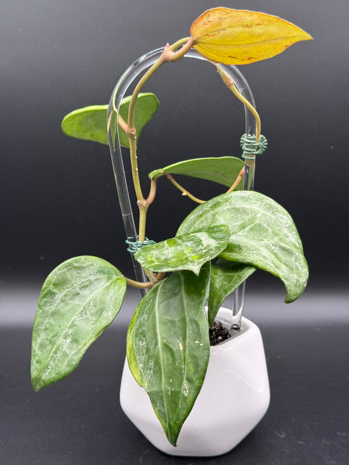 Latifolia (variegated, UPT011) - WE-061