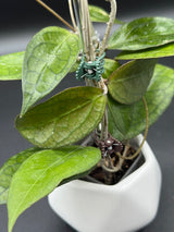 'Surisa' MB1280 (nicholsoniae x Goldeneye) -WD-047