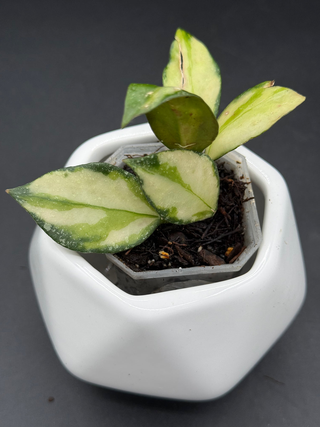 nabawanensis (variegated) -WE-858
