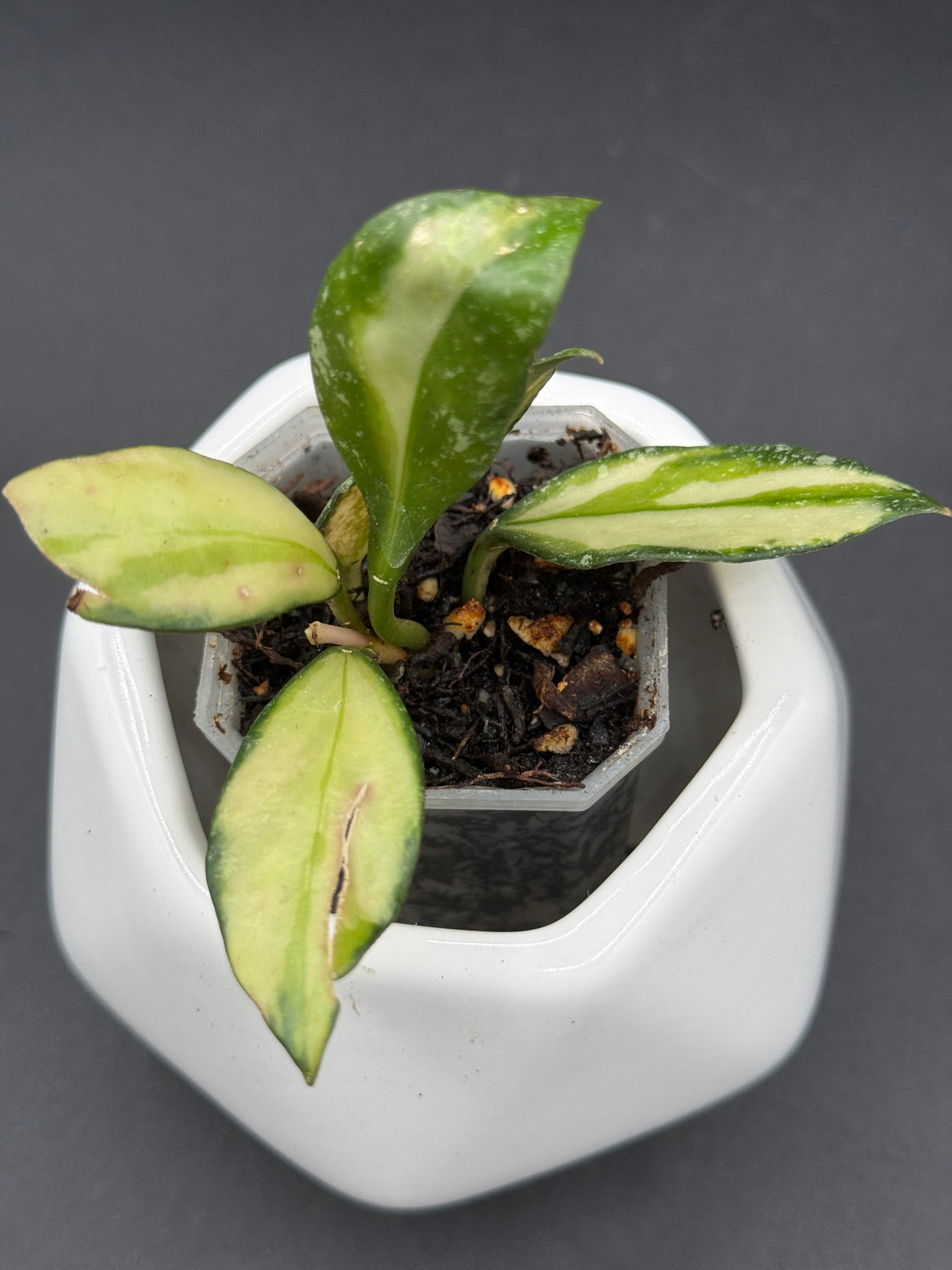 nabawanensis (variegated) -WE-858
