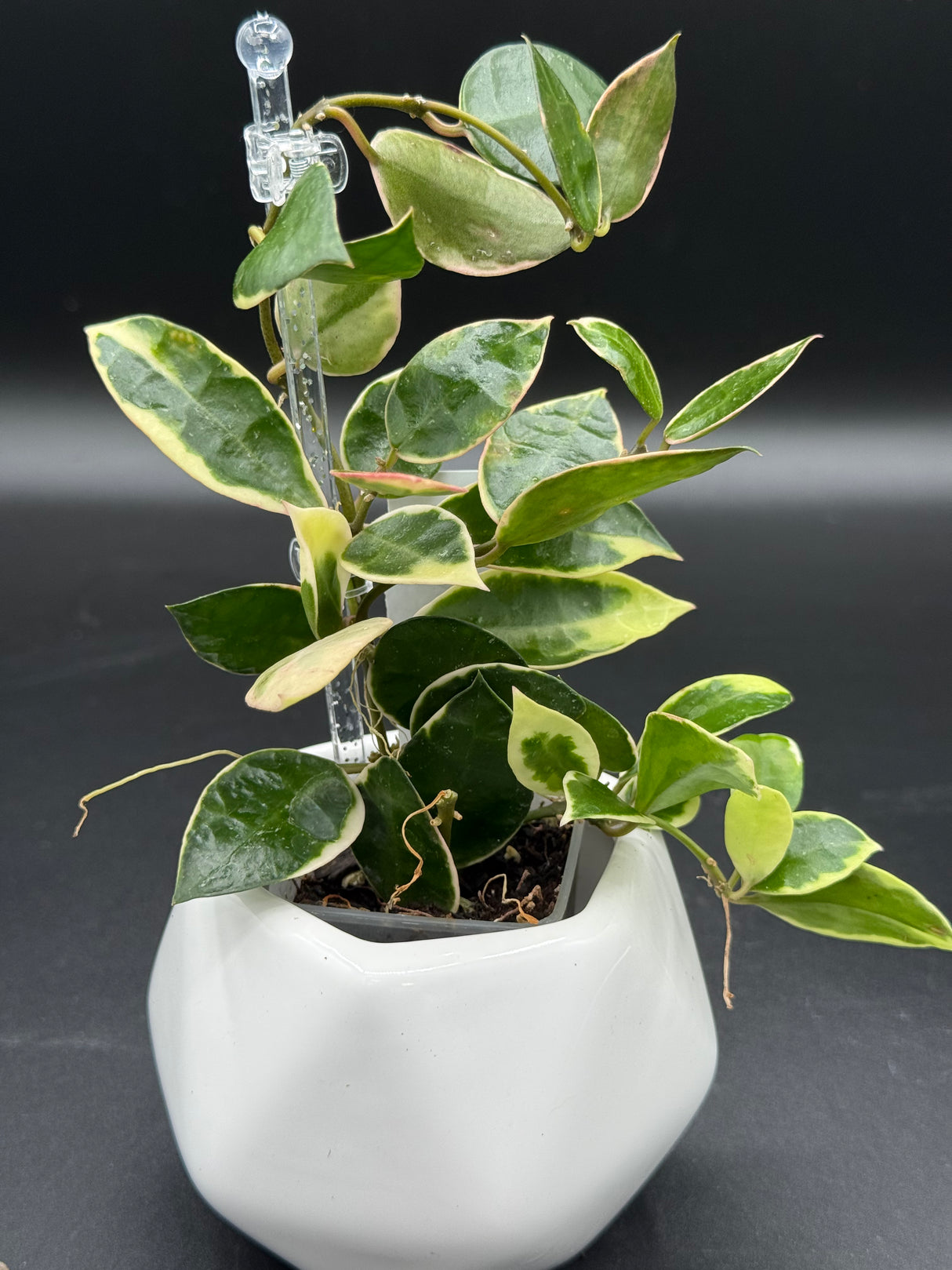 lacunosa 'Asami' (outer var. clone 1) - WE-605
