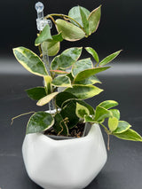 lacunosa 'Asami' (outer var. clone 1) - WE-605