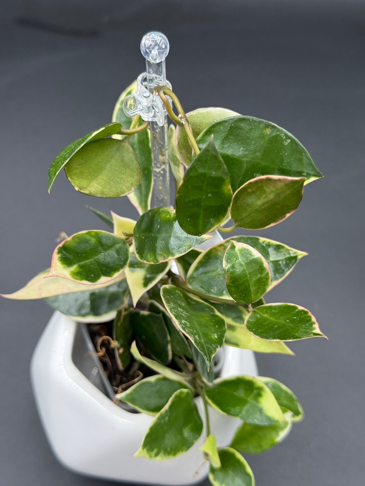 lacunosa 'Asami' (outer var. clone 1) - WE-605